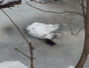 Под Елабугой в реке вмерзли в лед выброшенные щенки