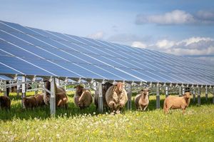 Что делают овцы на солнечных электростанциях?