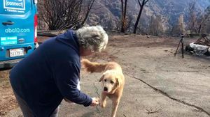 Собака охраняла руины дома в течение месяца, после того как лесной пожар его уничтожил
