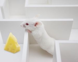 Ученые научились читать мысли крыс и предсказывать их дальнейшее поведение