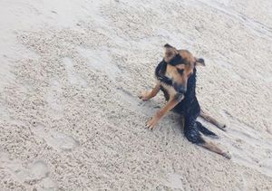 Трогательная история парализованного щенка Лео, найденного на пляже