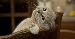 11 хитростей, которые облегчат жизнь владельцам шкодных котов