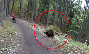 Парень чудом ушел на велосипеде от медведя