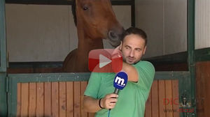 Смешное видео как конь решил помешать журналисту вести репортаж о лошадях