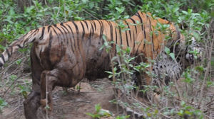 Кошка-бэтмен: тигрица на глазах у туристов порвала леопарда