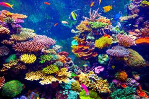 Мужчина случайно обнаружил способ выращивать кораллы в 25 раз быстрее, чем в дикой природе