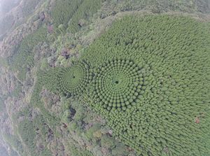 Япония — проект «Экспериментальное лесоводство»