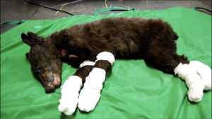 Медвежонка, которого чудом спасли при пожаре, после выздоровления убил охотник