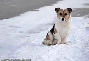 Брошенный пес полгода ждал хозяина на остановке, и наконец дождался чуда