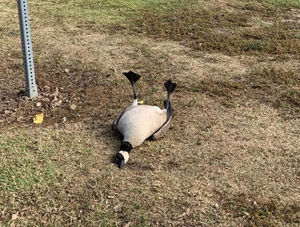 В парке нашли потерявшего сознания гуся, который переел антидепрессантов