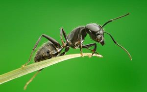 Эффективная борьба с муравьями на садовом участке