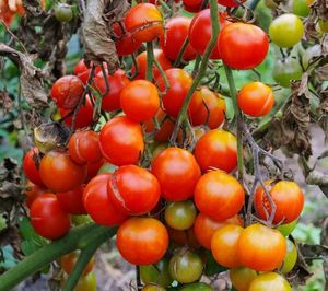 Народные методы борьбы с фитофторозом помидоров