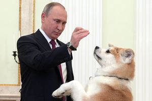 Путин подписал закон об ответственном обращении с животными