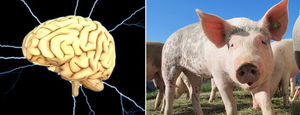 Ученым удалось 36 часов держать в живом состоянии извлеченные мозги свиней