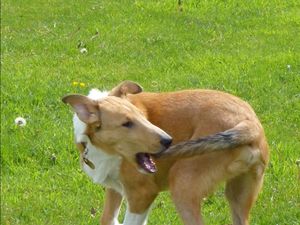 Почему собака бегает за хвостом: 10 причин странного поведения собак