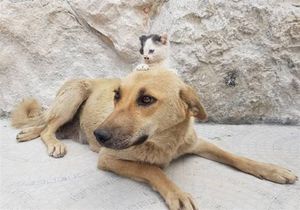 Котёнок-сирота подружился с собакой, потерявшей щенков, и это очень трогательно!
