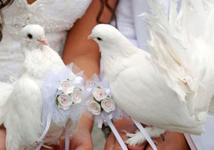 Что случается с белыми свадебными голубями, выпущенными «на счастье»
