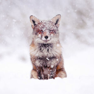 Фотограф показал, как первый снег встречают лисицы