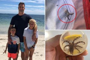 Австралийца чудом не укусил оказавшийся в кармане крошечный, но смертельно ядовитый осьминог