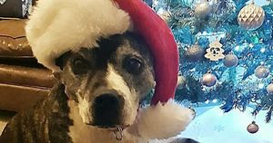 «Рождество для Рокси»: в праздник собака наконец-то попала в дом к людям после восьми лет одиночества