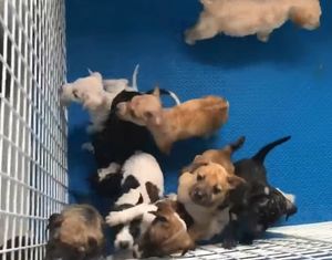 Десять крохотных щенков пытались выбраться из мешка, а рядом лежала их мама…