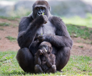 У горилл начали встречаться мутации в виде перепонок между пальцами