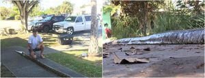 5,5-метровые питоны ползают по улицам во Флориде