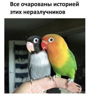Немого позитива: история любви двух попугаев