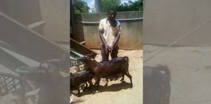 Малави: «свидание» с козой закончилось в полиции