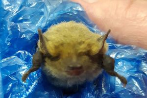 Спасение рядового летучего мышонка: замерзающий отогрет и отправлен досыпать