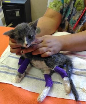 Двухмесячную кошечку с раненными лапками обнимали все в заповеднике – и это помогло ей окрепнуть!