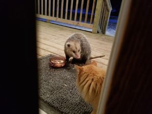 7 ФОТО: Реакция ошалевшего кота, у которого украли ужин…