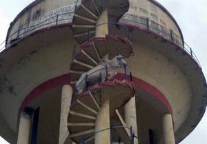 Бык-акробат забрался на вершину водонапорной башни