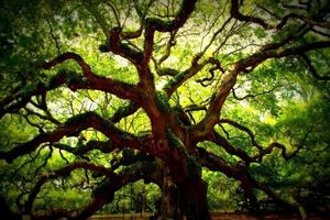 Дуб Ангела — одно из самых старых деревьев в мире (8 фото)