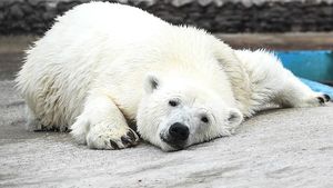 В Эстонии усыпили подаренного Московским зоопарком медведя