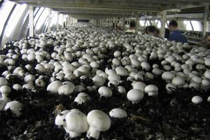 Как выращивают грибы в ванной