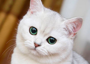 Маленькая глупая белая кошка знает, что такое любовь