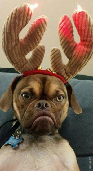 Сердитые животные на Рождество, которые рассмешили соцсети