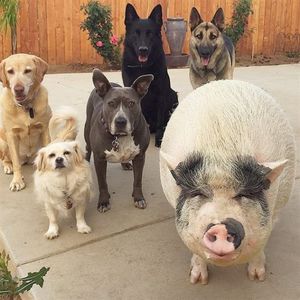 Свинка живёт в компании 5 собак и думает, что она одна из них