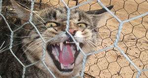В Австралии соорудили против кошек