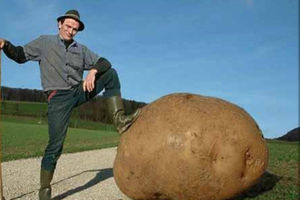Как немцы выращивают картошку