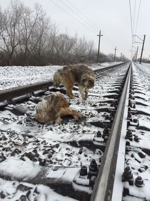 Он двое суток согревал раненую подругу на ж/д путях!