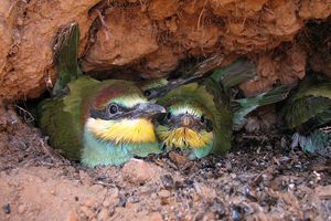 Редких птиц нашли под землей в Нижнем Новгороде