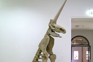 Скелет единорога из музея оказался подделкой ученых