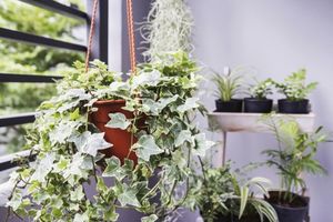 4 домашних растения, которые благотворно влияют на здоровье человека