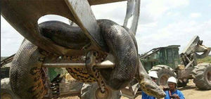 В Бразилии обнаружили гигантскую 10-метровую анаконду весом около 400 кг