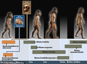 Литтлфут — новый возможный предок человека, передвигался в точности как шимпанзе