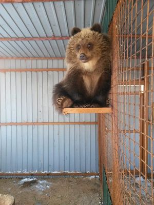 Жители Камчатки собрали деньги на полёт медвежонка-сироты в Москву