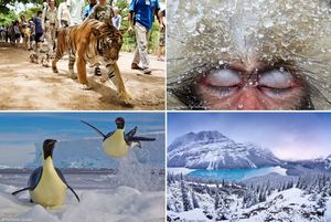 Победители Wildlife Photographer of the Year 2018