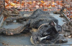 Все были уверены, что эта собака умрет! Но нашелся человек, который поверил в нее!